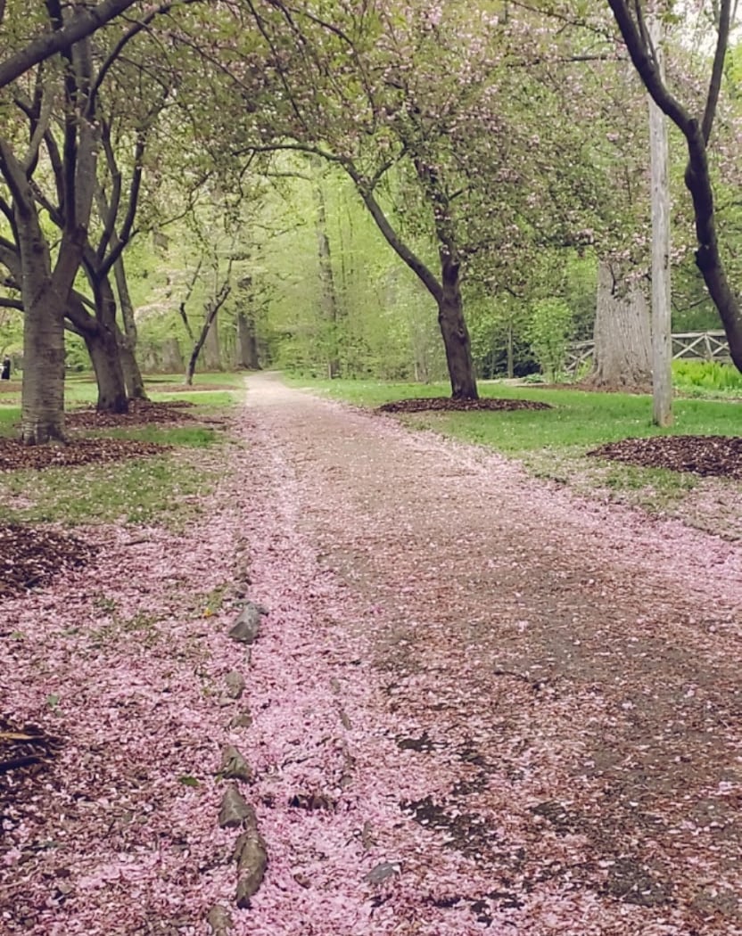 Everhart Park 2