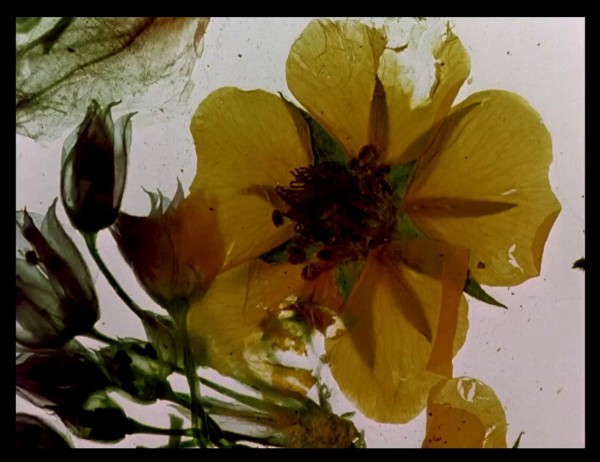 Science/Fiction, Une non-histoire des Plantes 2