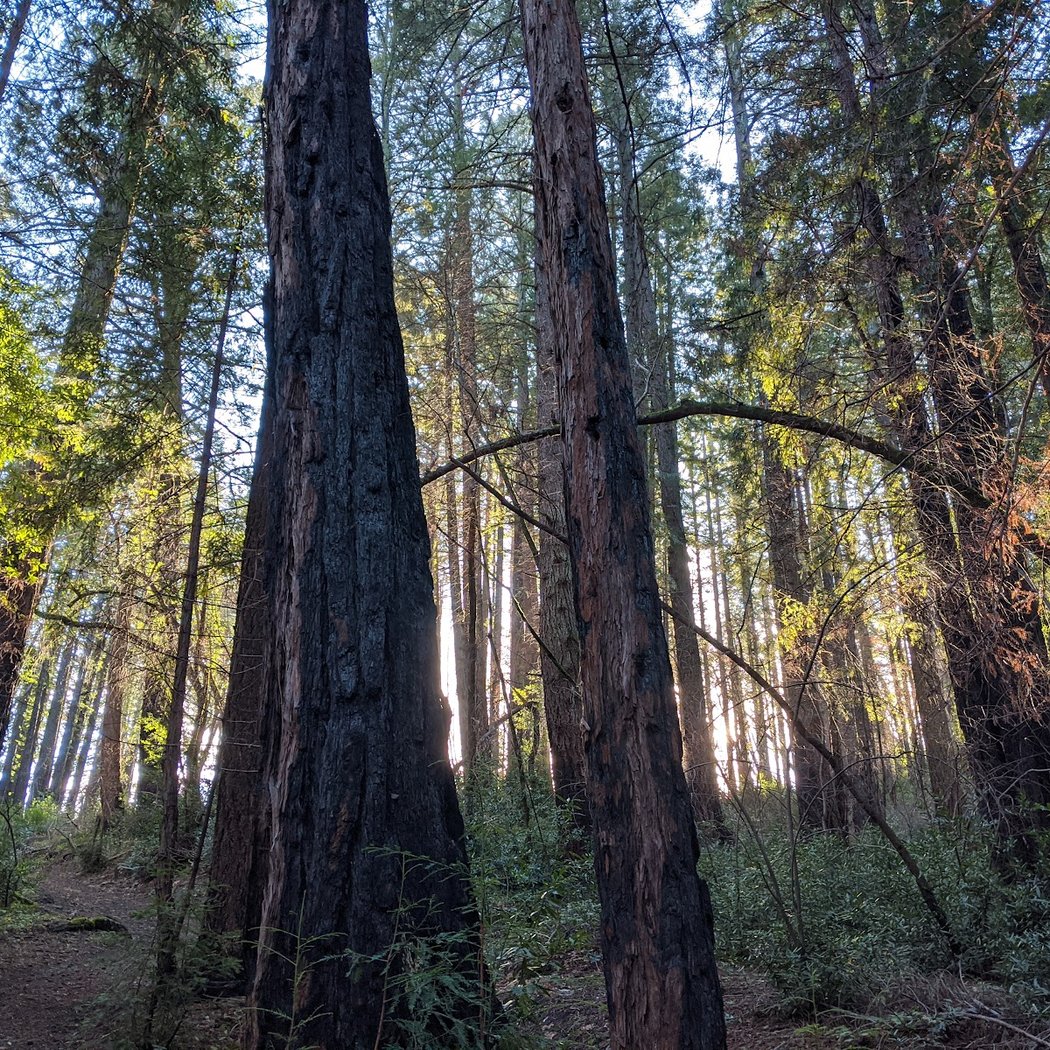 Archer Taylor Preserve Volunteer Day 4