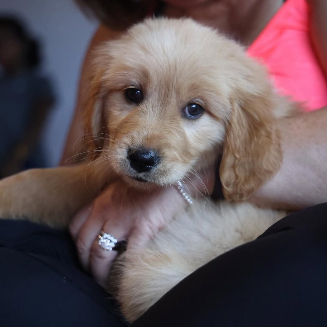 Golden Retriever Puppy Yoga 1