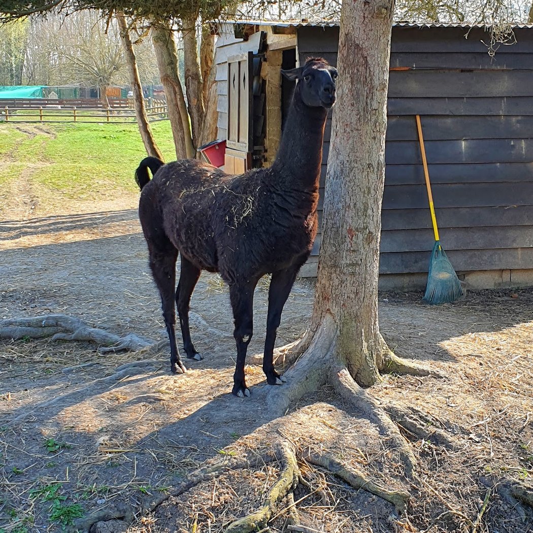 Ferme pédagogique de la béchère 3