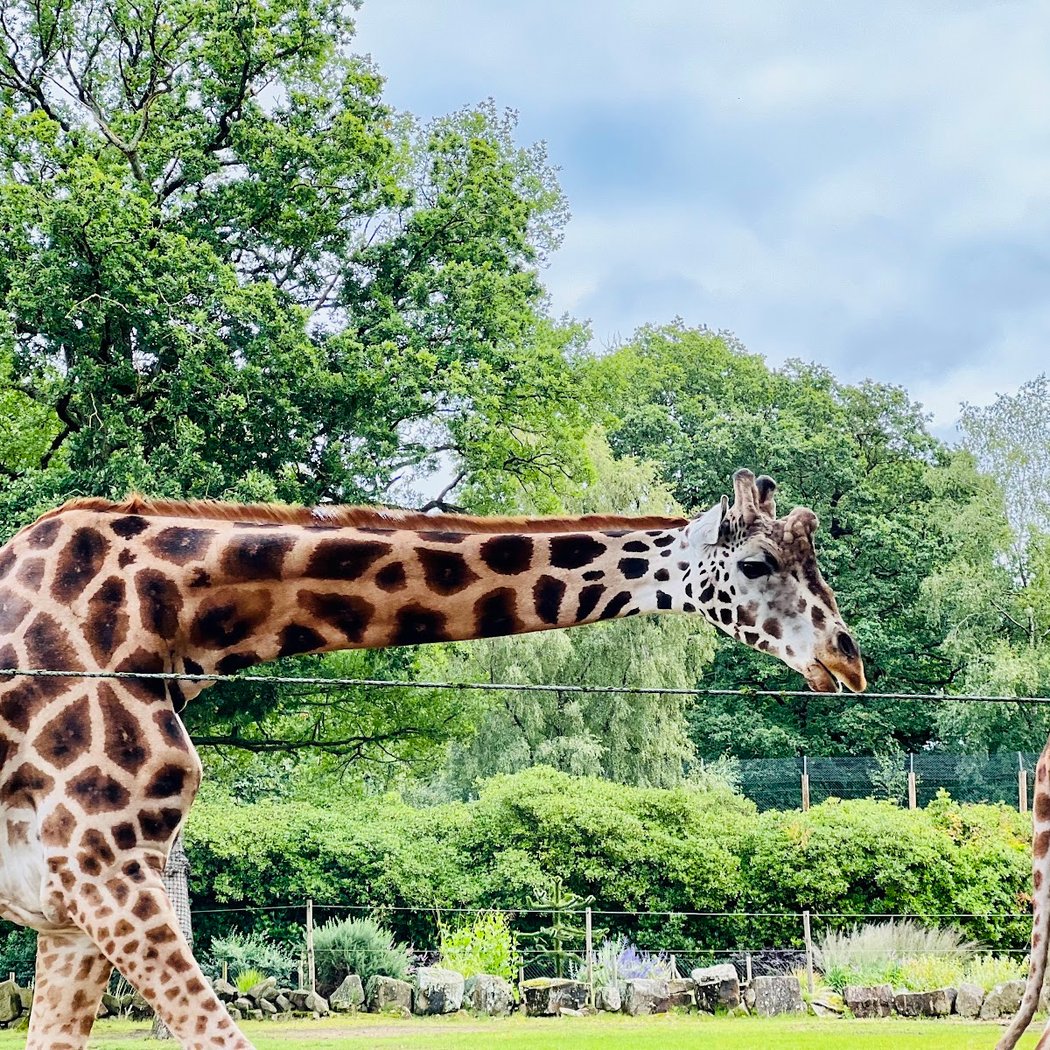 Knowsley Safari 3
