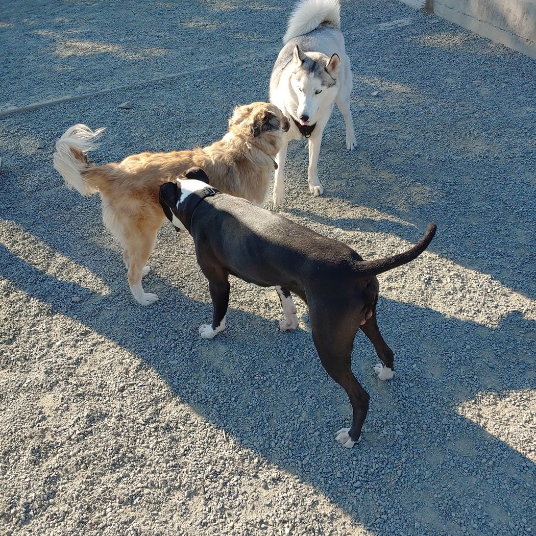 Little Bay Dog Run 3