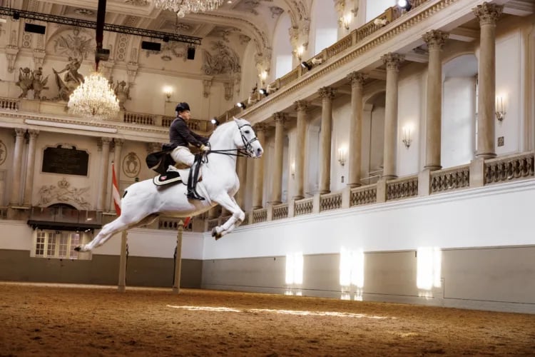 Vorführung der Lipizzaner