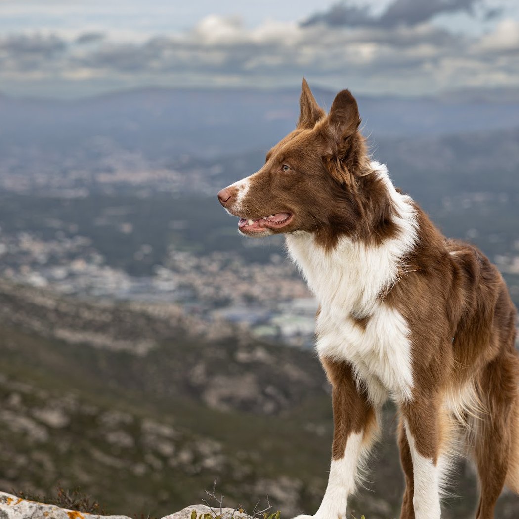Trois P'tits Chiens - Éducatrice canin 1