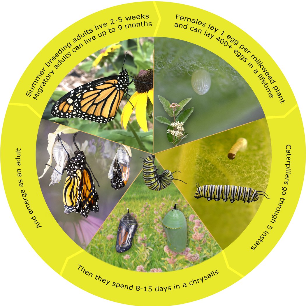 Monarch Egg-Collecting Hike 2