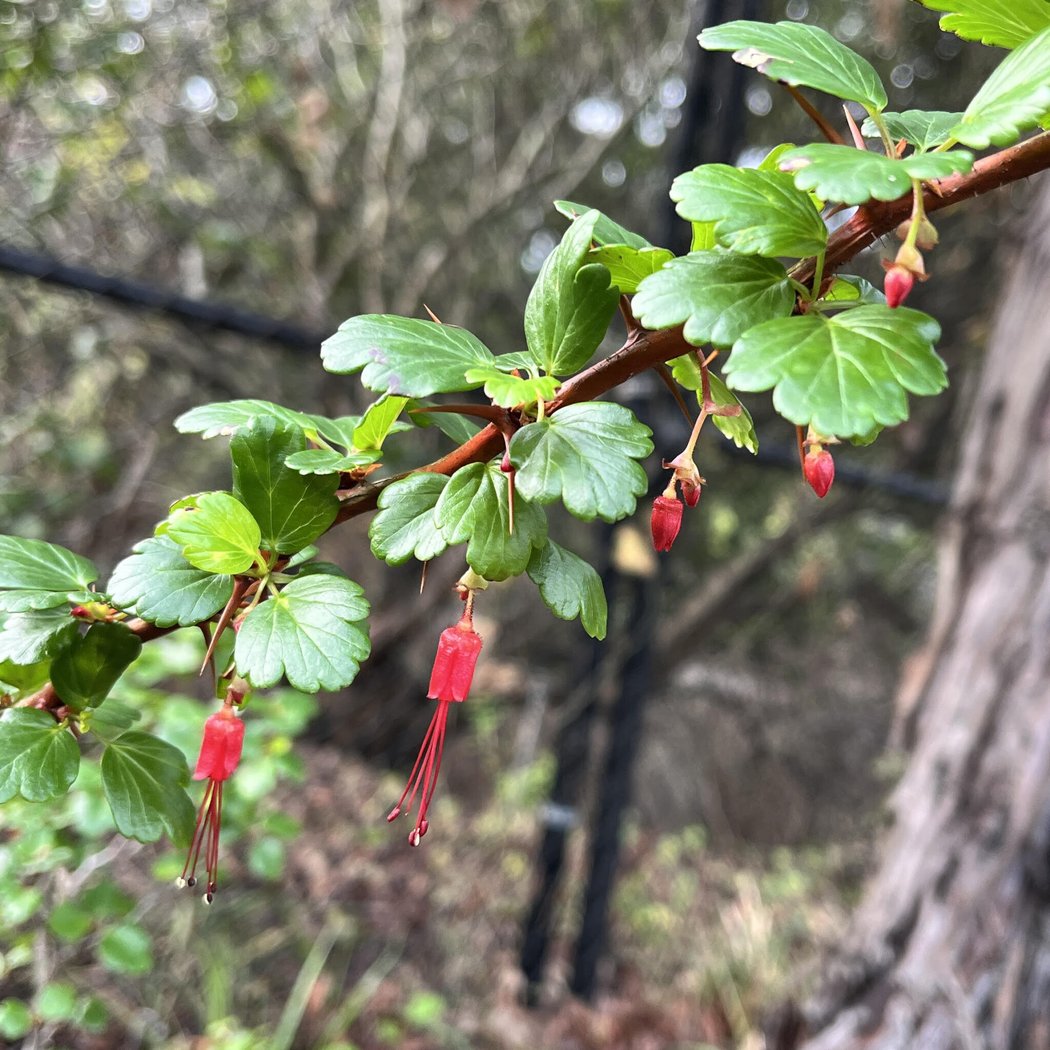 The California Native Garden: Winter 1