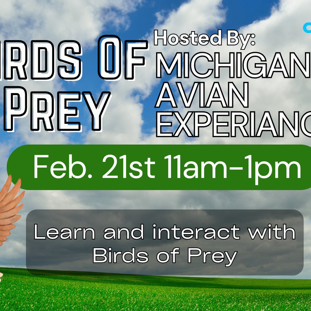 Birds of Prey Visit 1