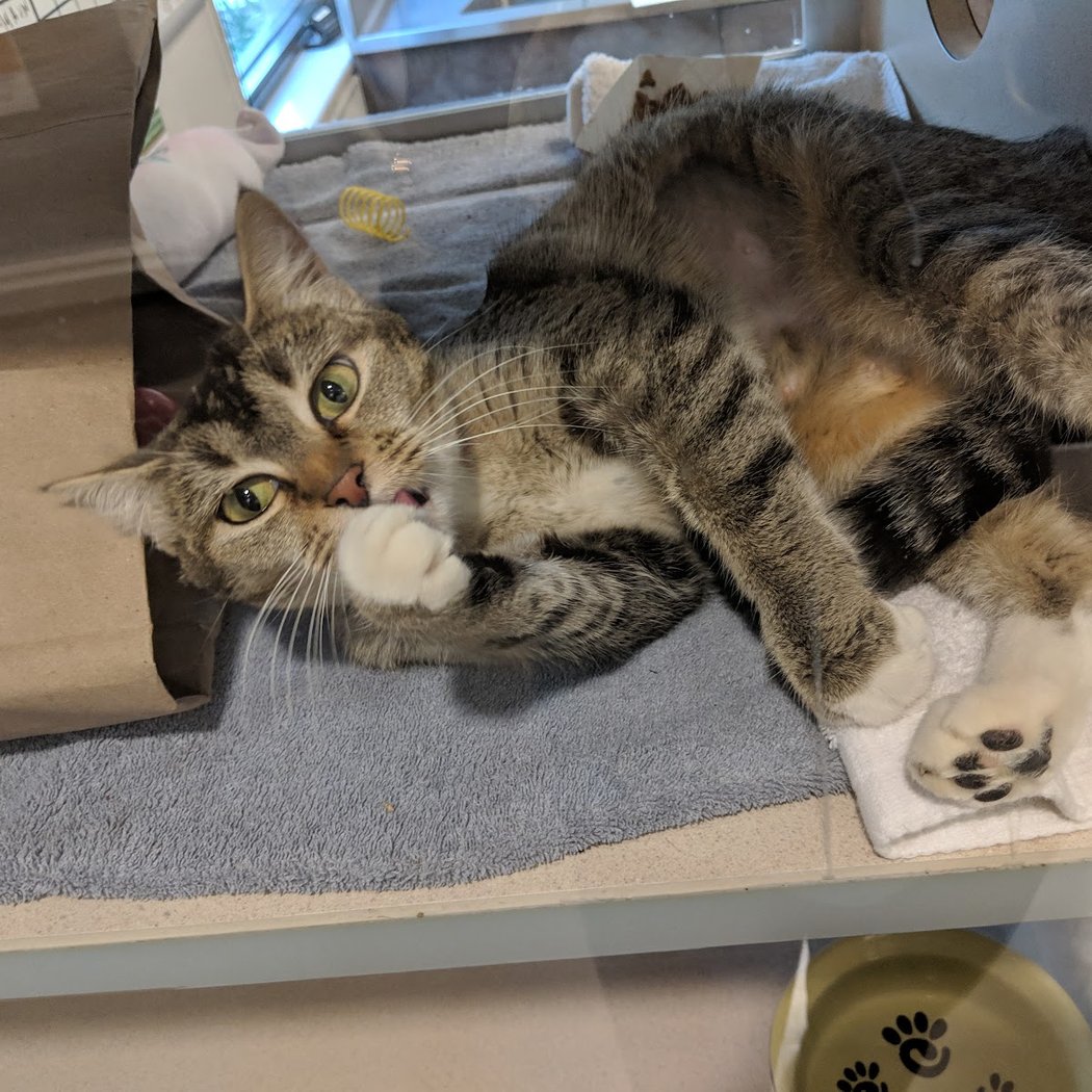 East Bay SPCA Oakland Adoption Center 3