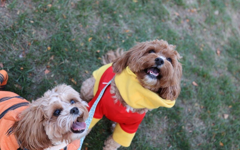 Howl-O-Ween 3