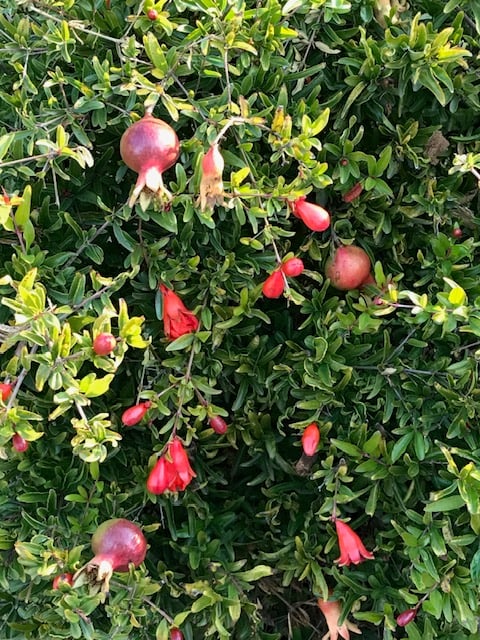 Steve's Trees 1