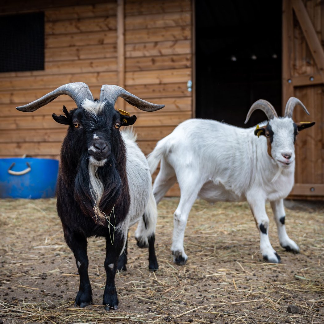 Ferme Cocorico 2