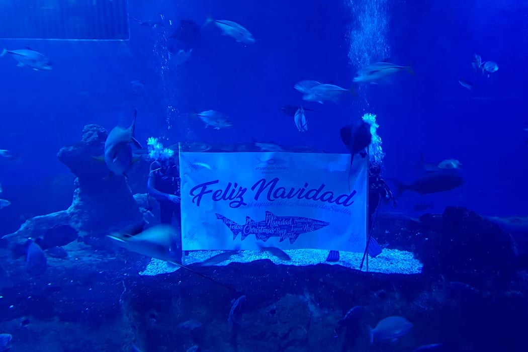 Navidad en el Acuario de Sevilla: Alimentación en el oceanario 1