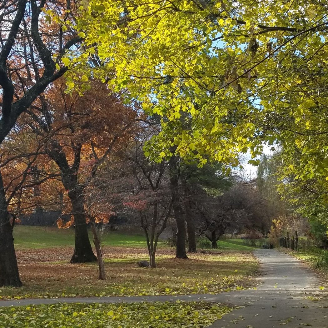 Shoelace Park 2