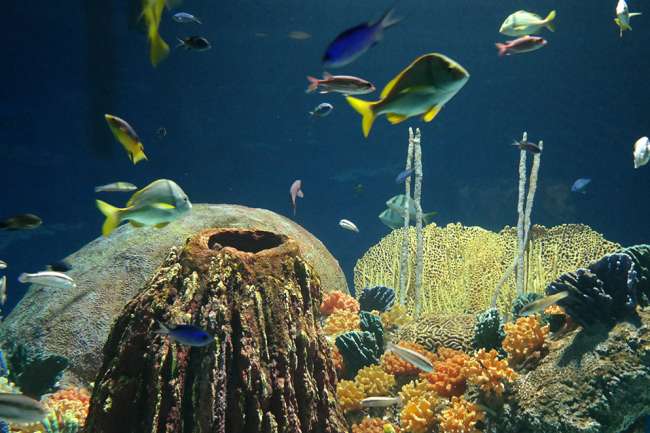OdySea Aquarium 3