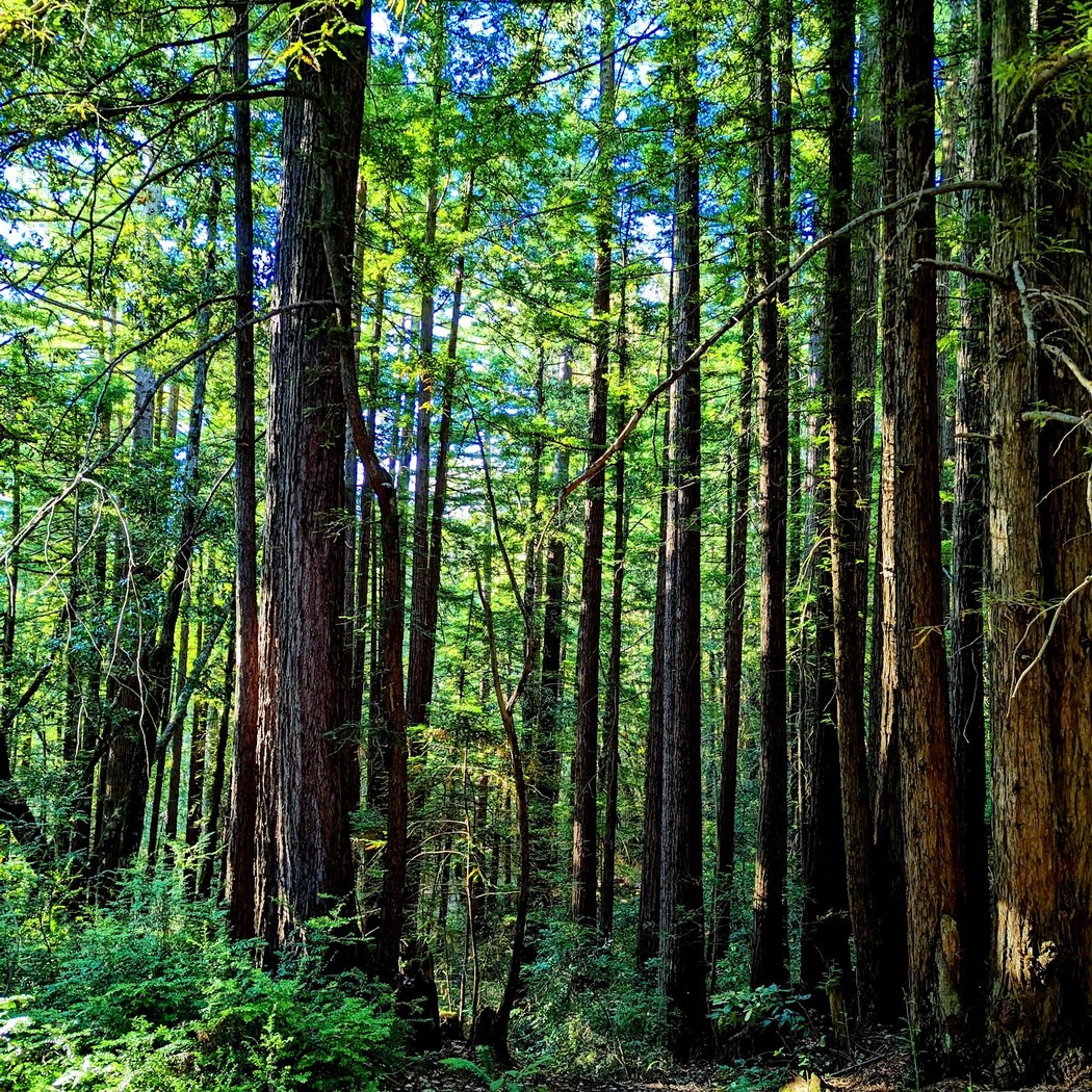 Redwood Picnic Area, Huddart Park 1