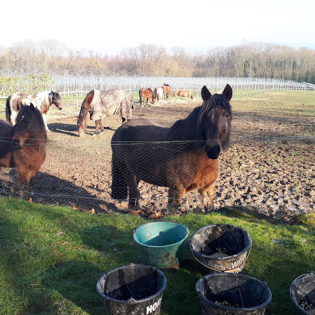 Les Chevaux des Preaux 2