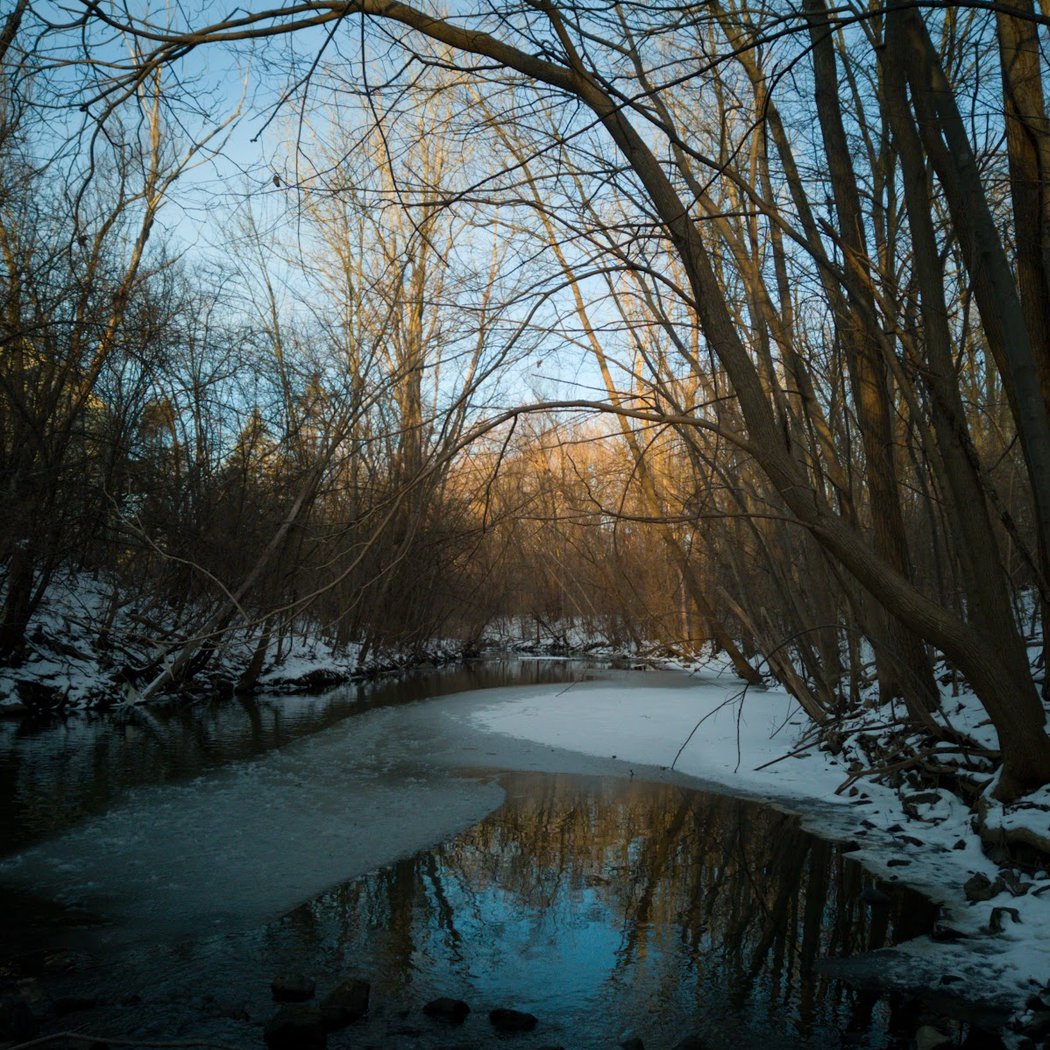 Redbud Nature Area 1