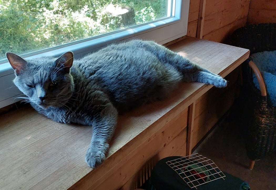 Chatterie Cat'Pat 1