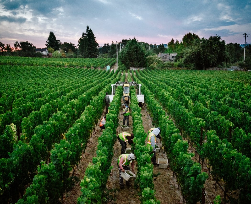 Small Vines Wines 2
