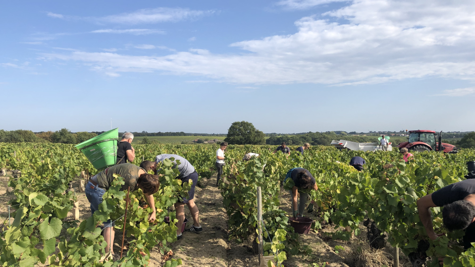 Vendanges en famille 1