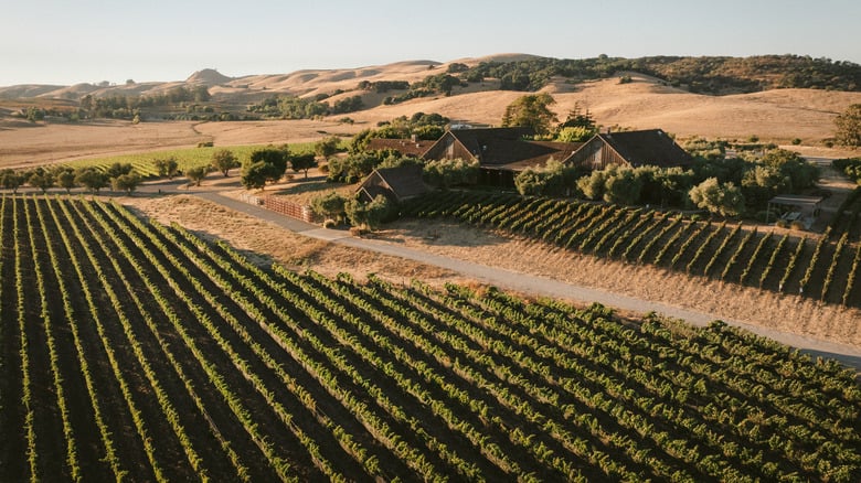 Ram's Gate Winery 3