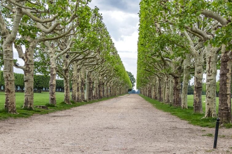 Forêt domaniale de Meudon 3
