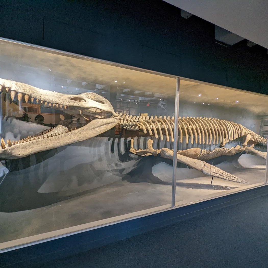 The Harvard Museum of Natural History 3