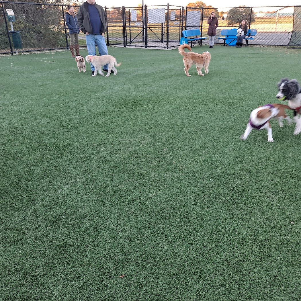 Newbridge Road Dog Park 2