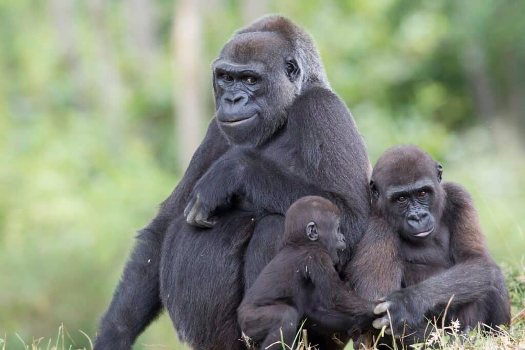 La Vallée Des Singes 4