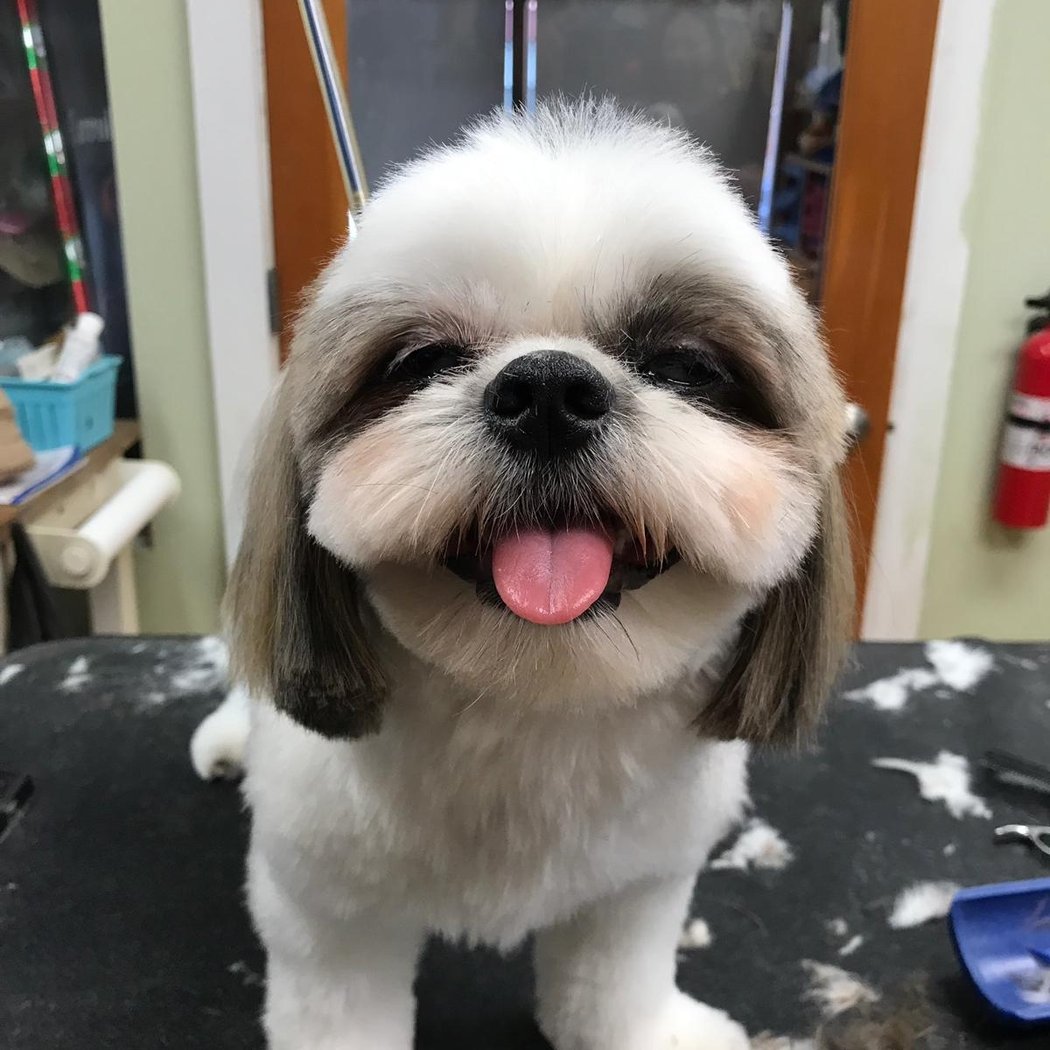 Shaggie Pets Grooming Salon 1