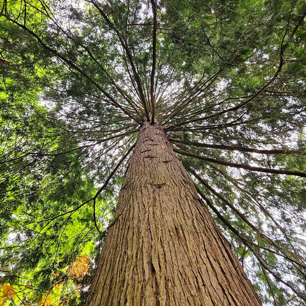 Washington Park Arboretum 2