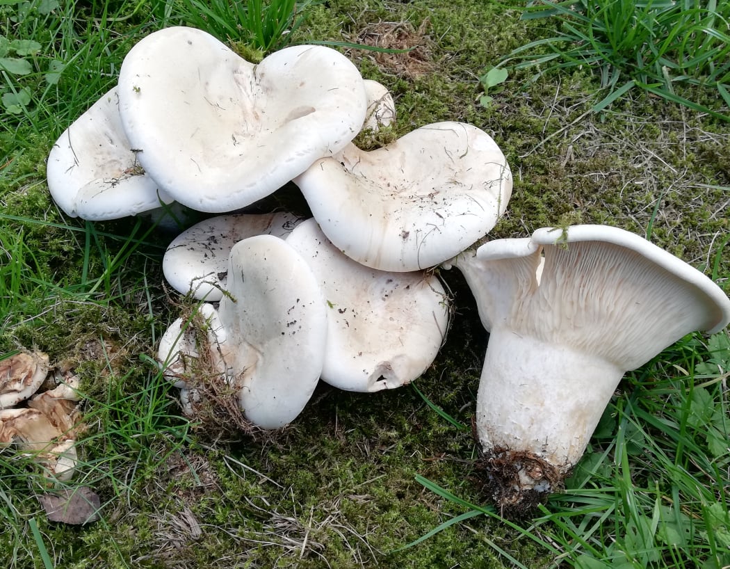 Pilzberatung: Wo jeder Pilz für Sie erläutert wird!