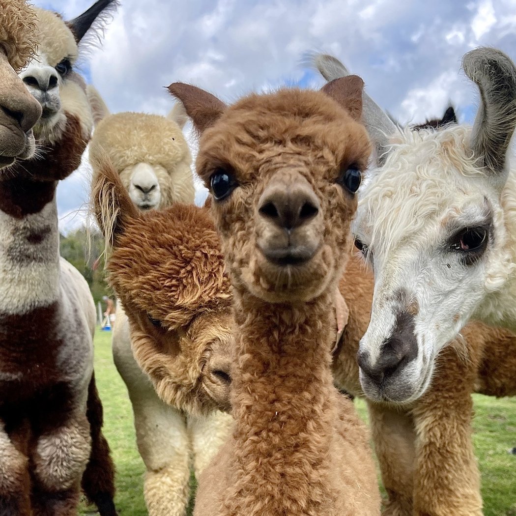 Majestic Meadows Alpacas & Boutique 1
