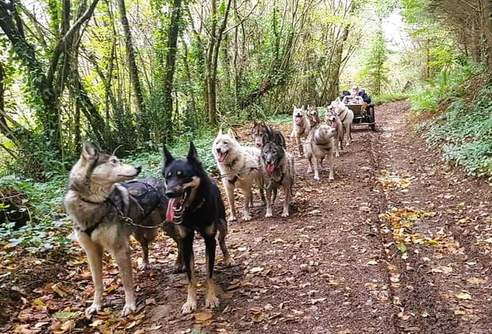 Moment Nordique - Chiens de traineau Dordogne / Périgord 4