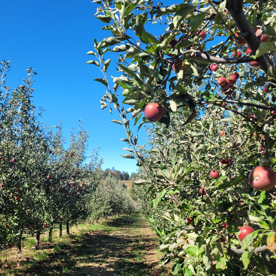 Julian Apple Picking 1