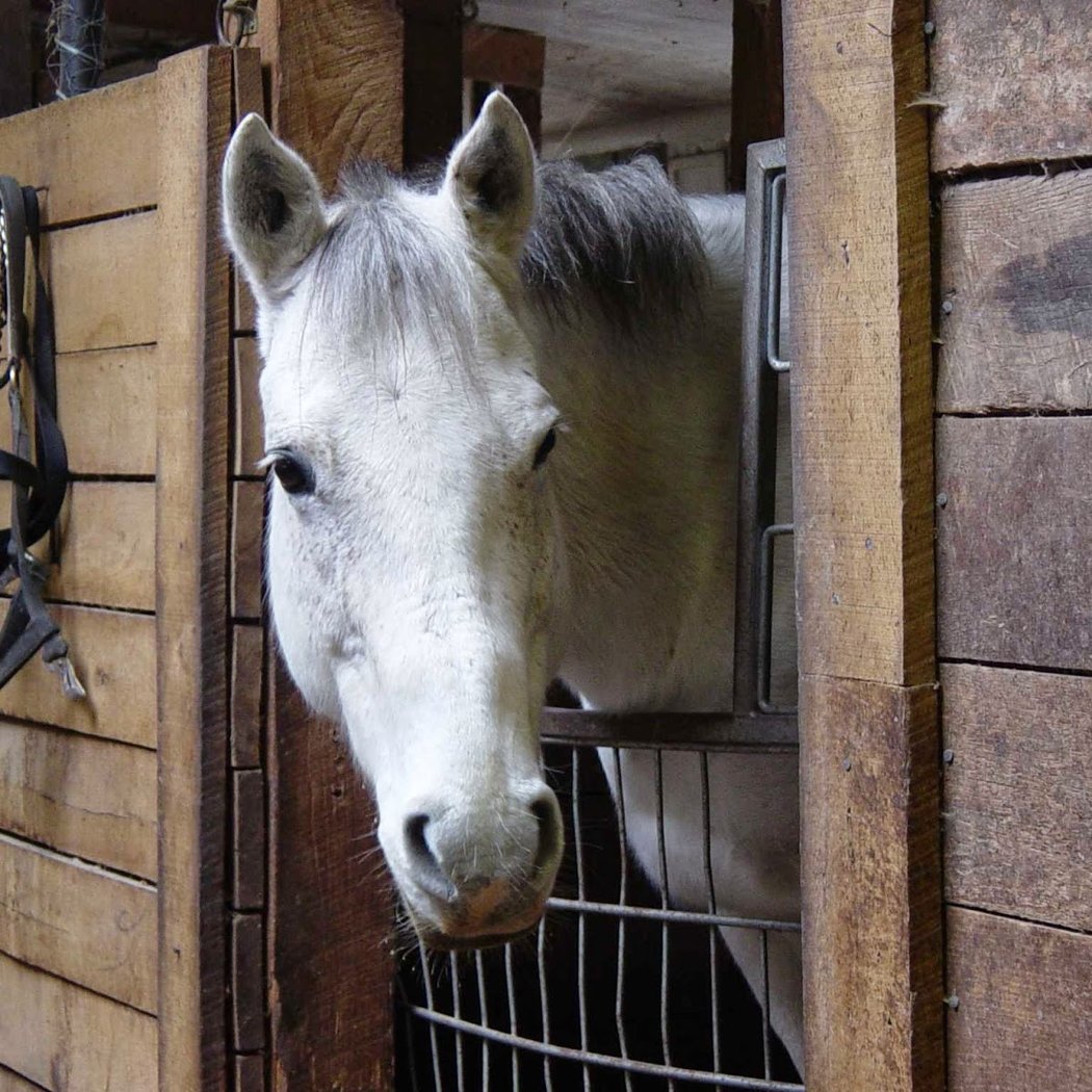 Morgan Farm Riding Lessons 3