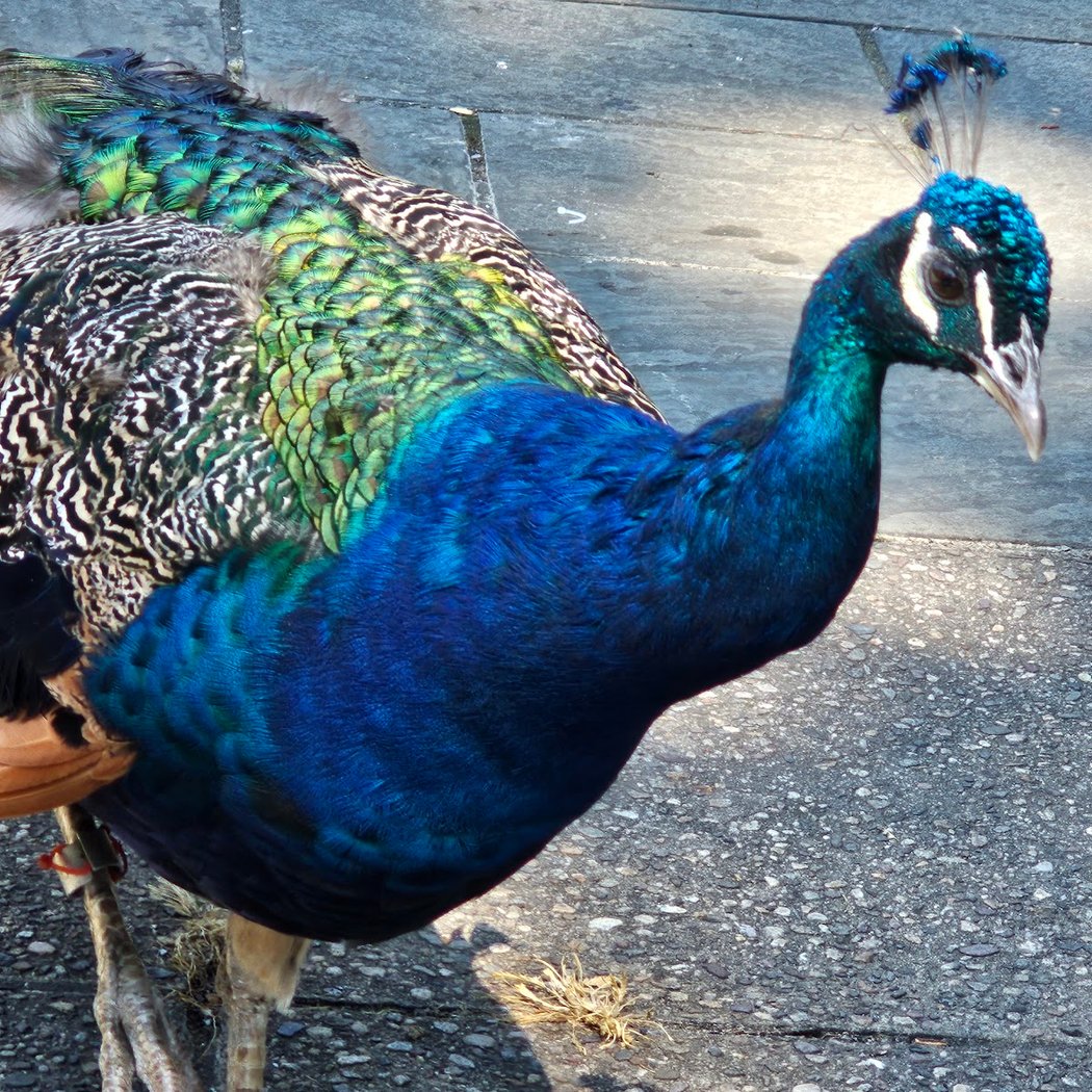 Bird-watching tours through the Ravine 1