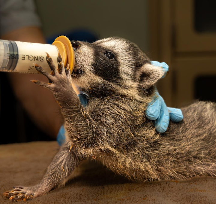 Napa Wildlife Rescue 1