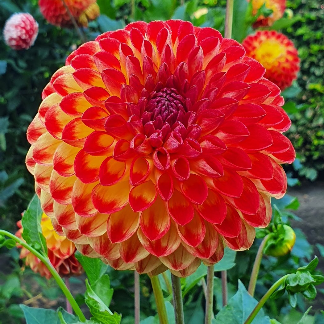 Dahliengarten Hamburg 1