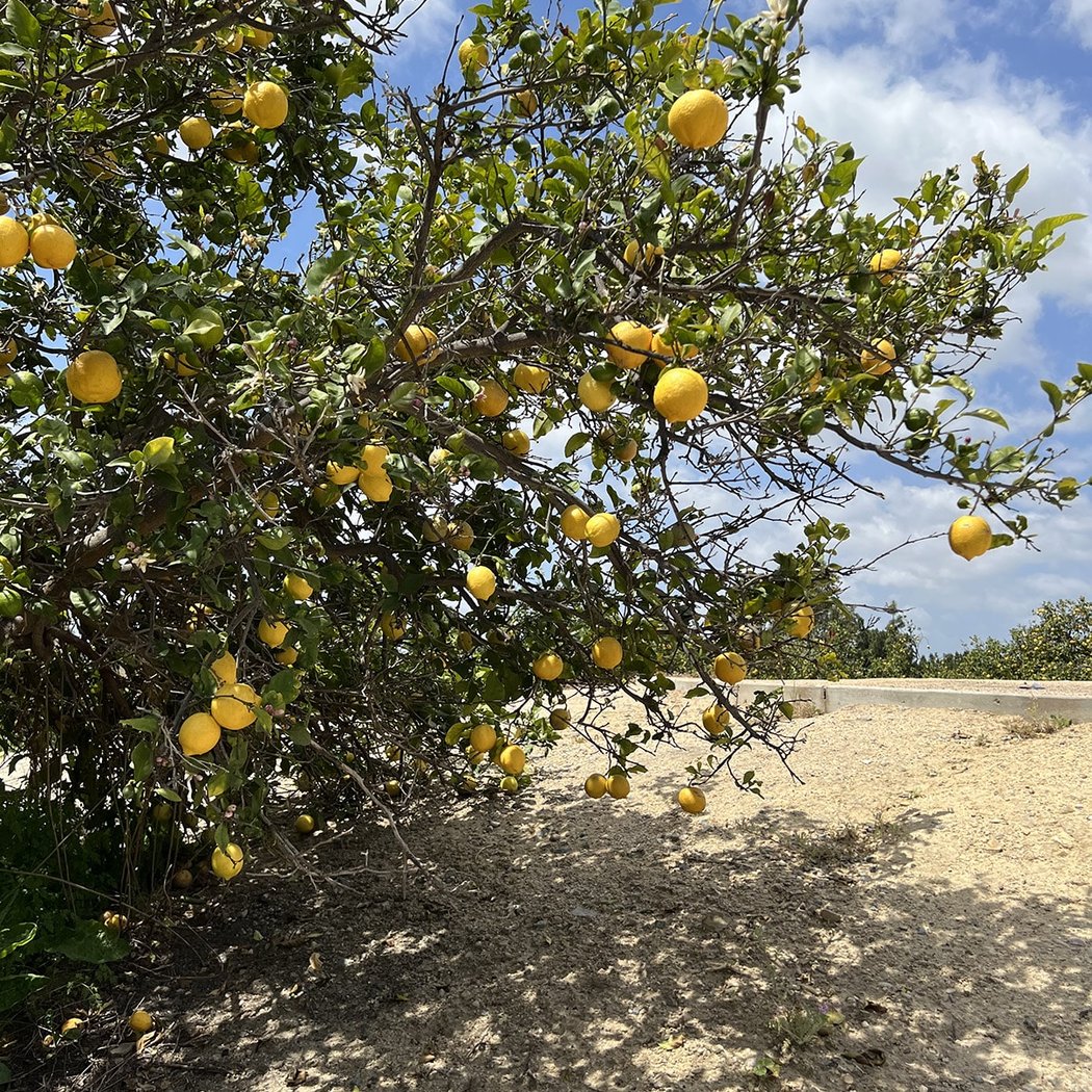Citrus Ranch Park 1
