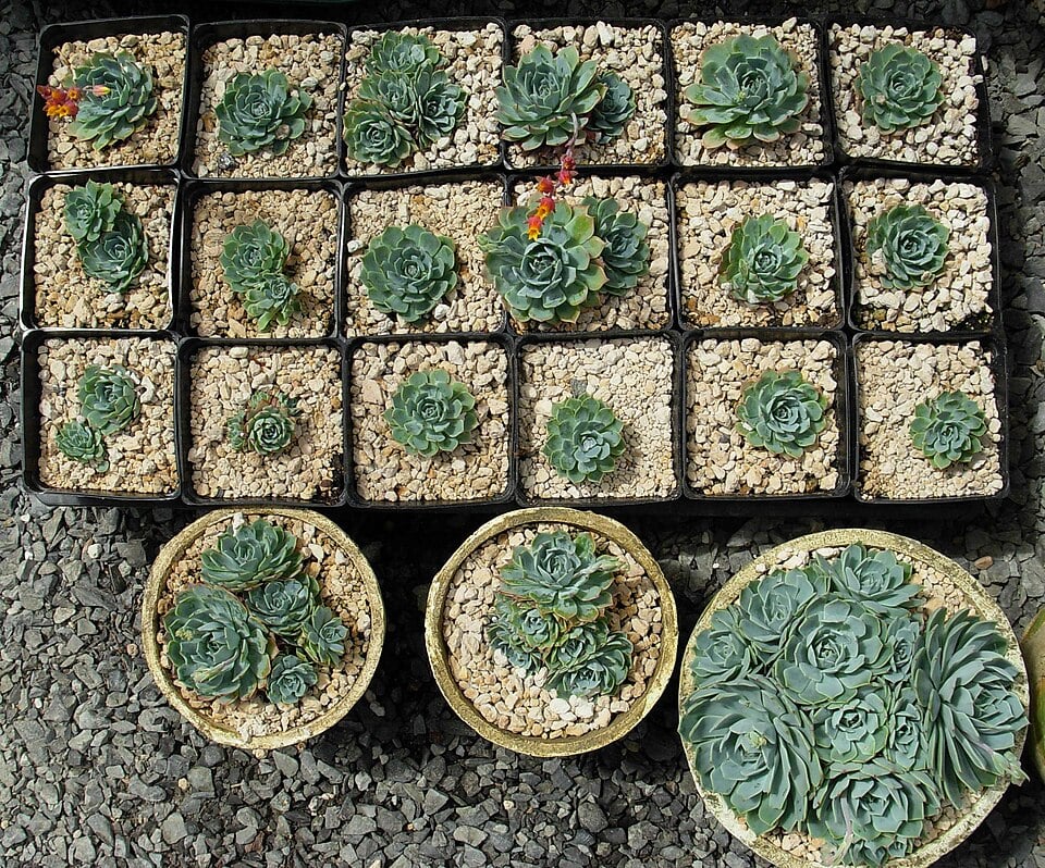Succulent Propagation for Beginners 1