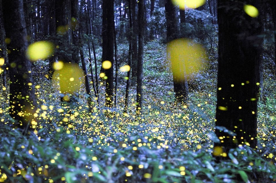 Evening Firefly Walk 2