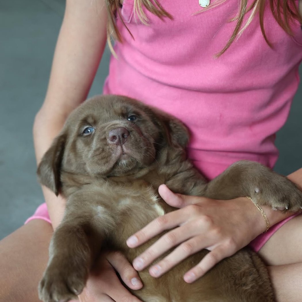 Golden Retriever X Poodle Puppy Yoga 2