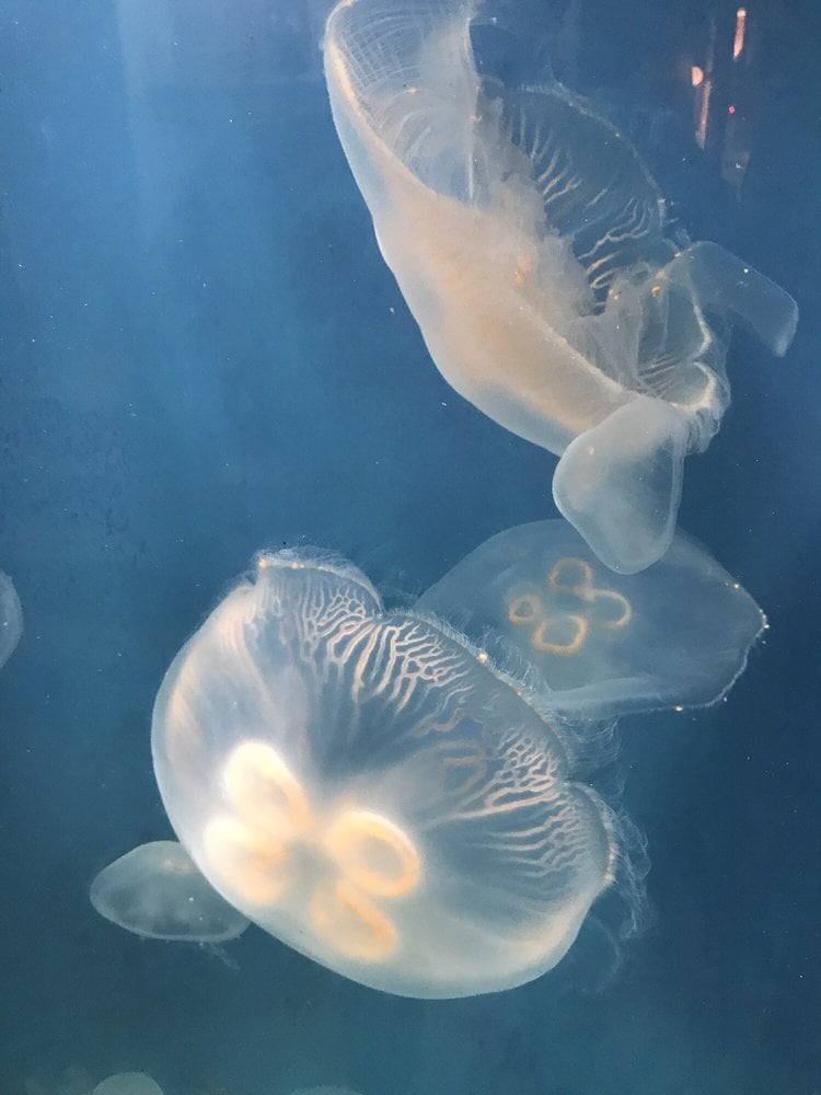 Marine Protected Area Monitoring Training 1