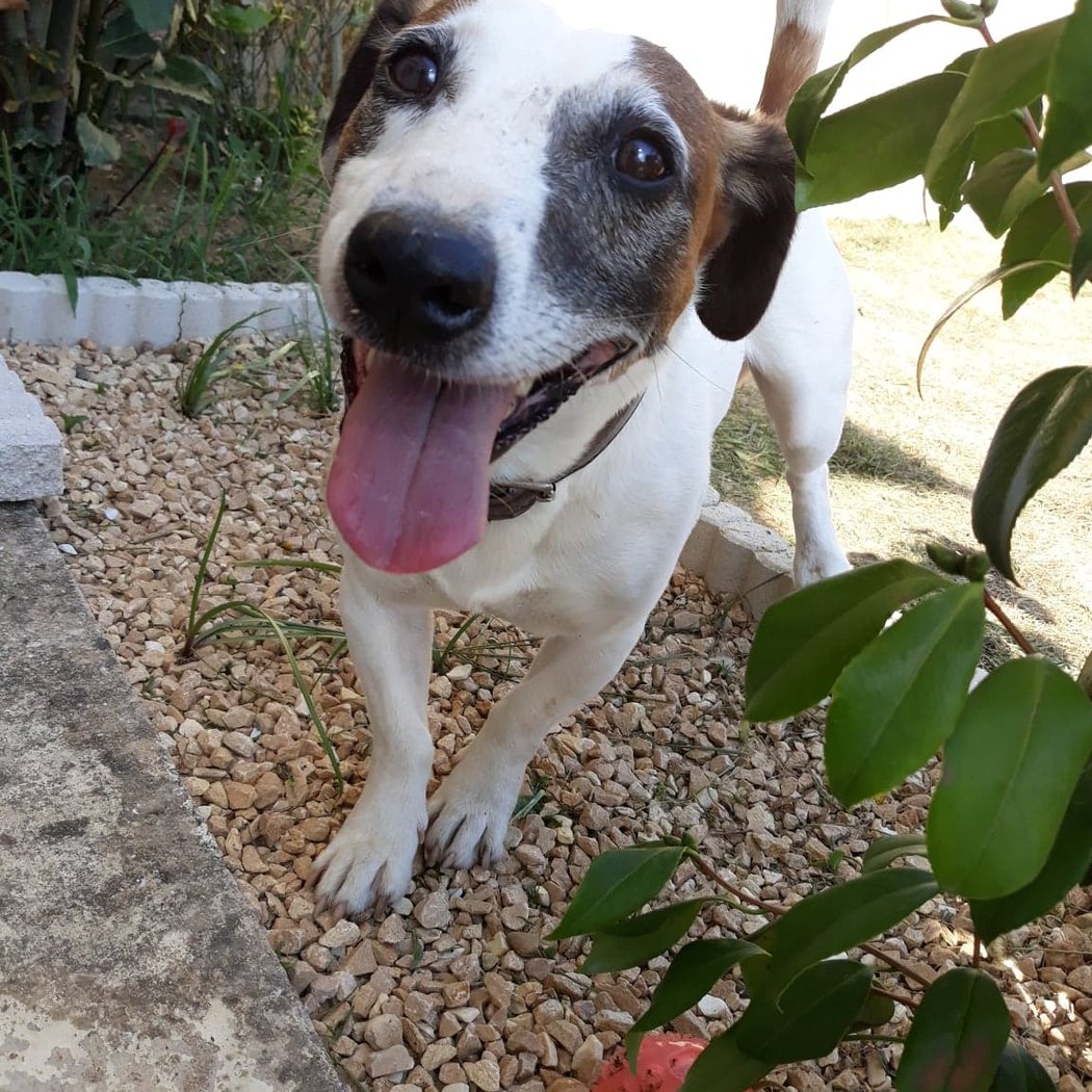 Hôtellerie Kaline - Pension Familiale pour Chats et Chiens ; Visites à domicile pour Chats 1