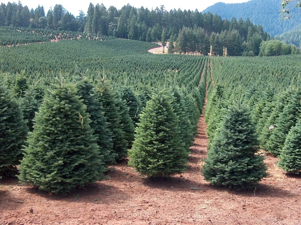 NYC Tree Shop (Christmas Trees Stand) 1