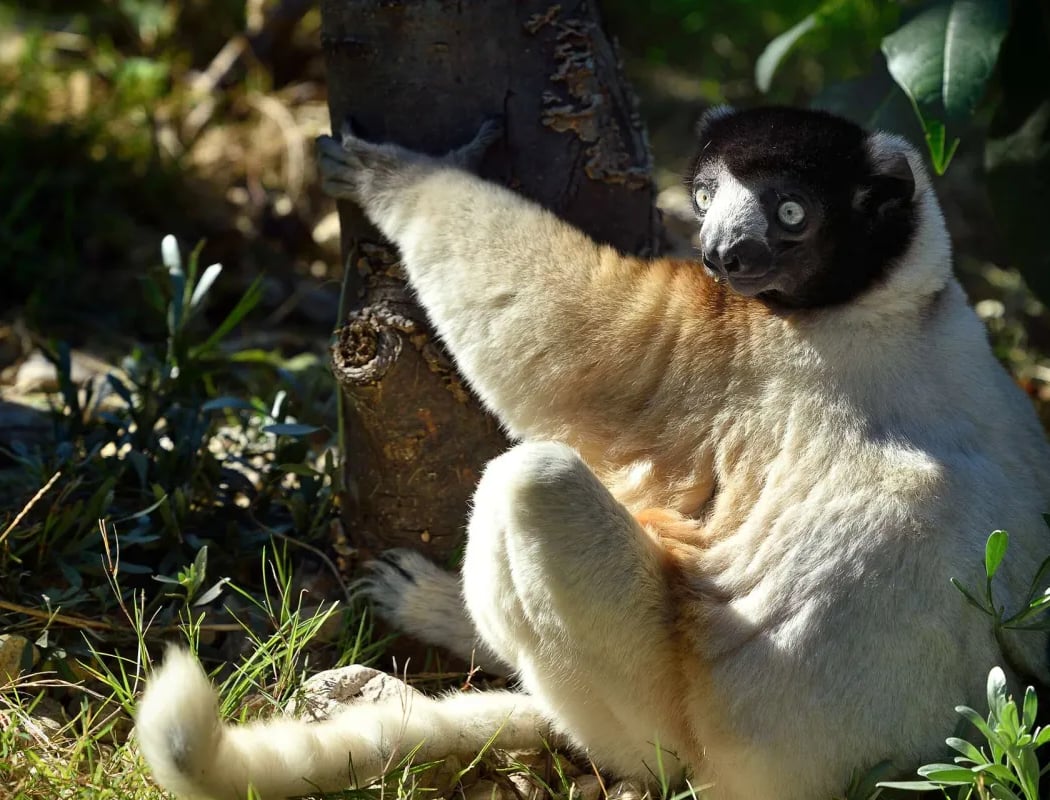 Apprenti soigneur : lémuriens de Madagascar 1