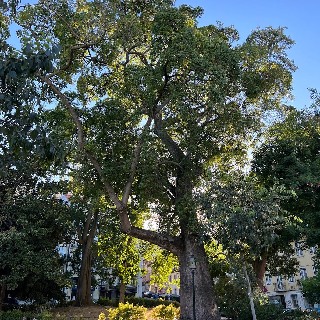 Praça da Alegria 4