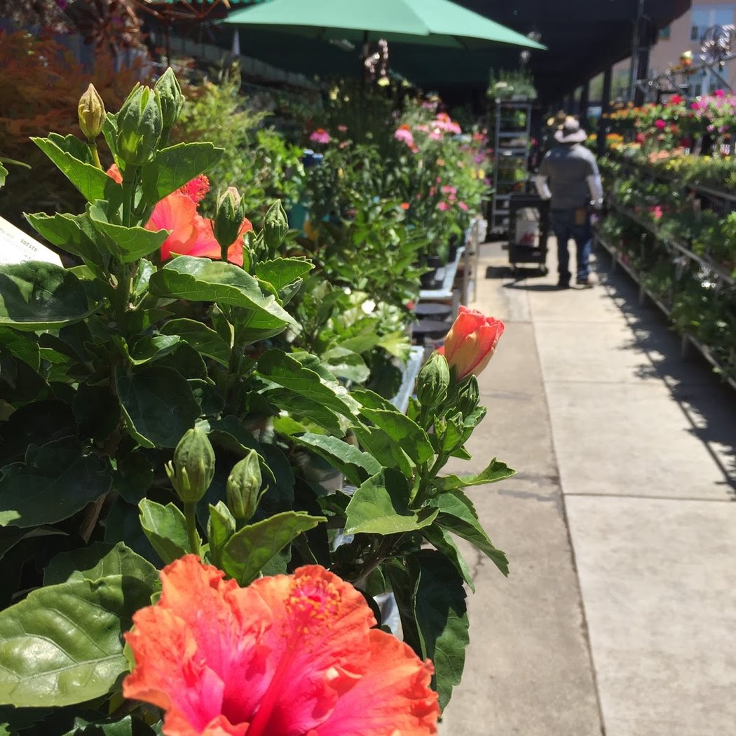 Chase Ace Hardware Garden & Gift Emporium 3